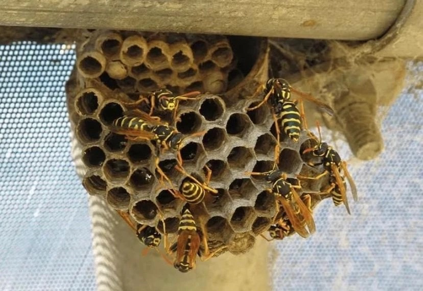 Дезинсекция частного дома