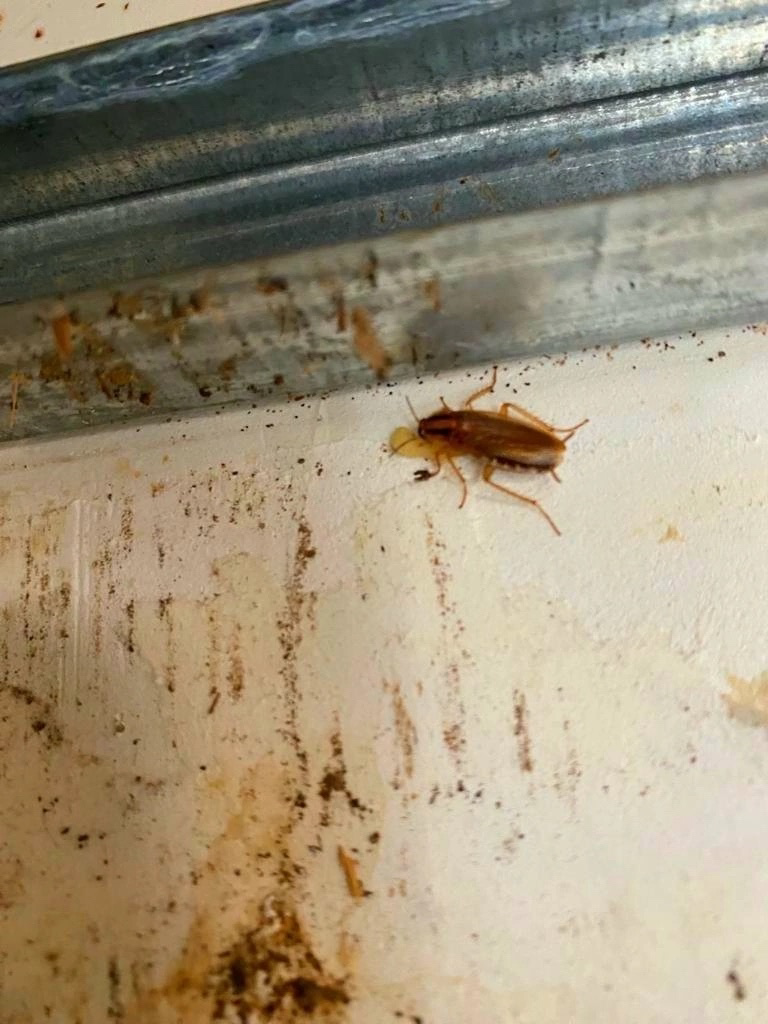 Гербицидная обработка участка