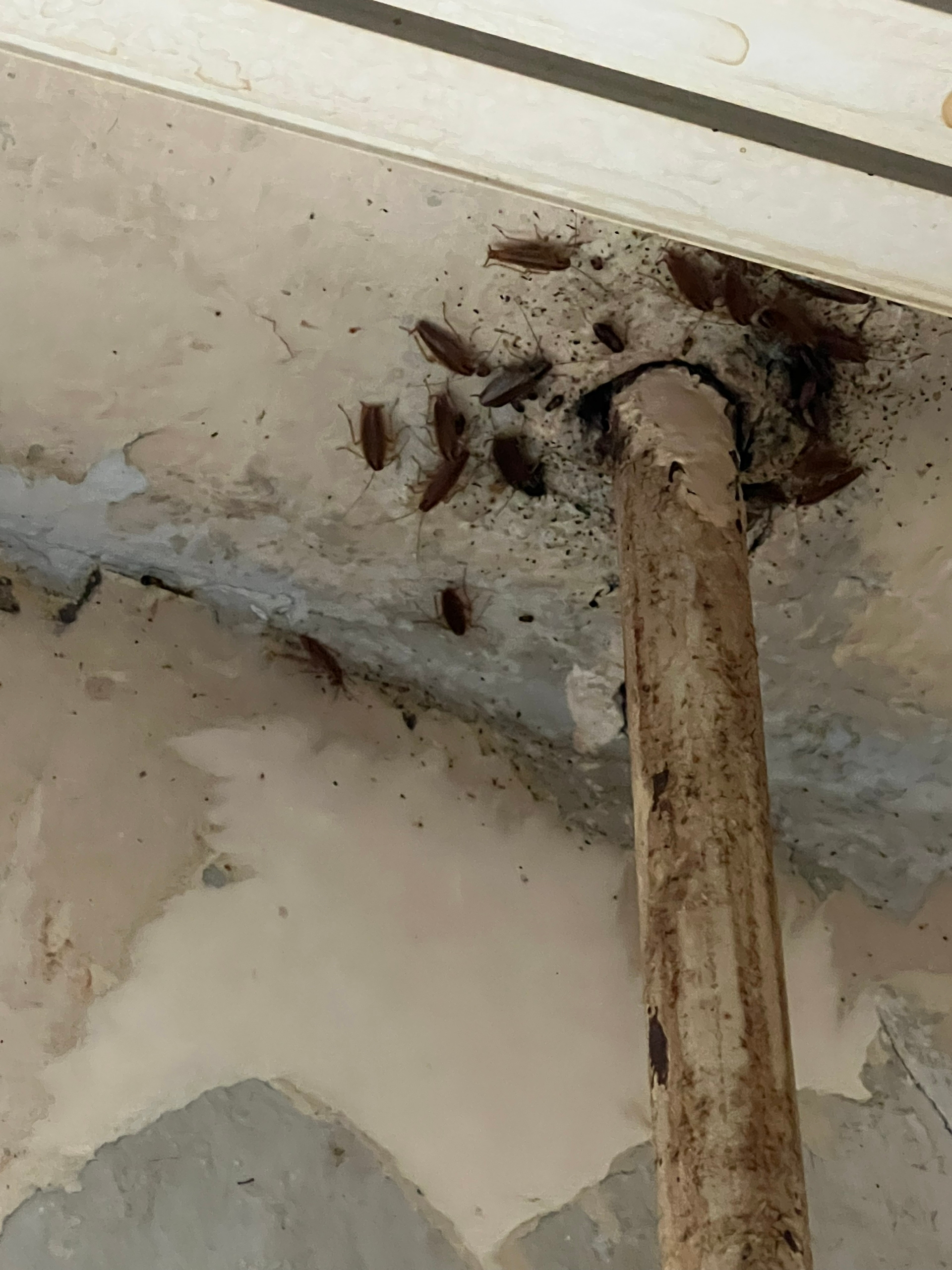 Дератизация подвального помещения