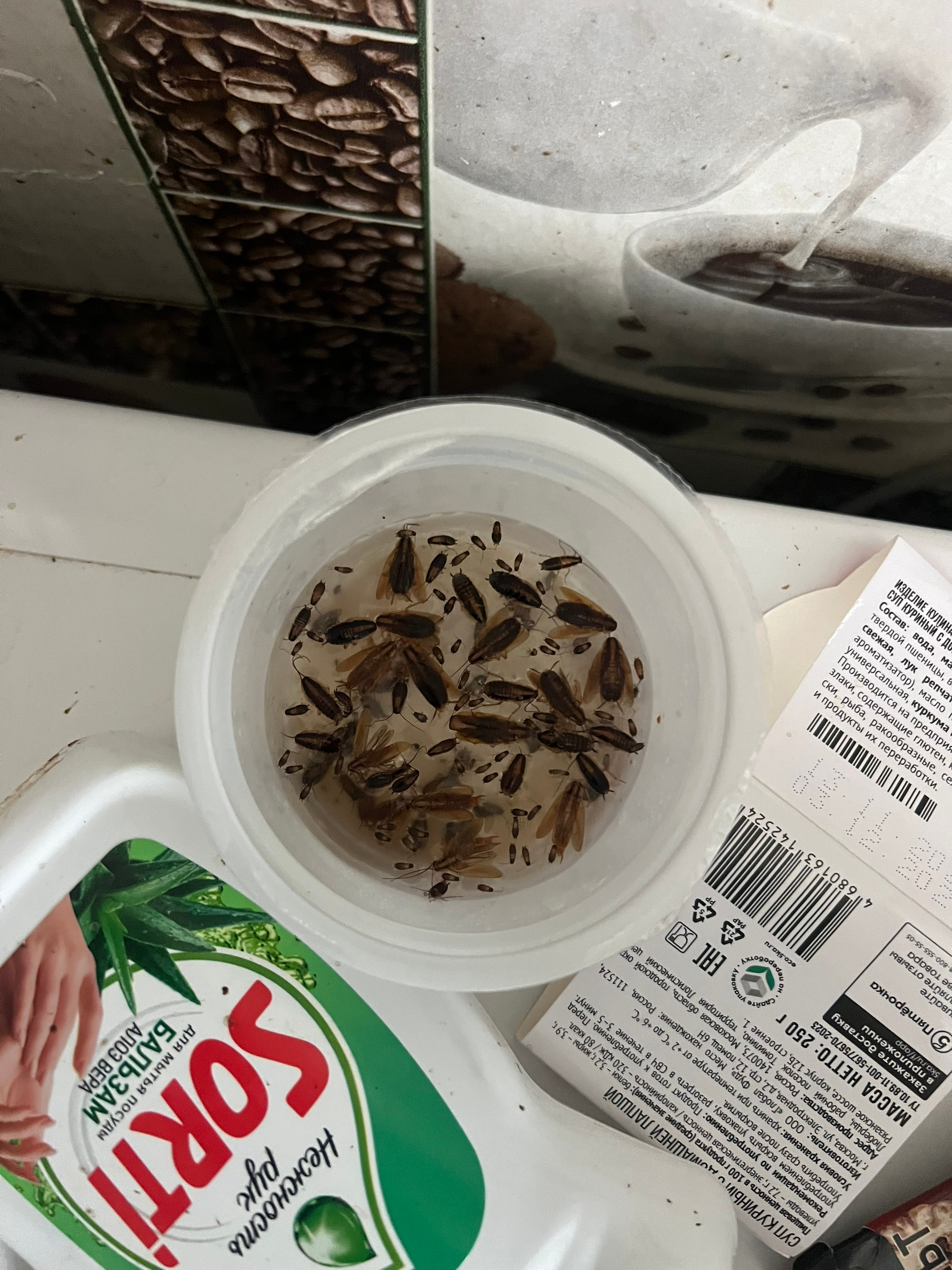 Обработка от муравьев на кухне